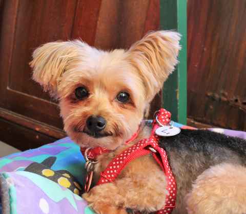 Miss McNugget and Tater Tot ,