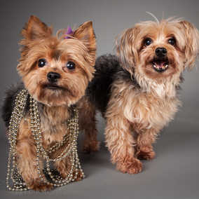 Miss McNugget and Tater Tot ,