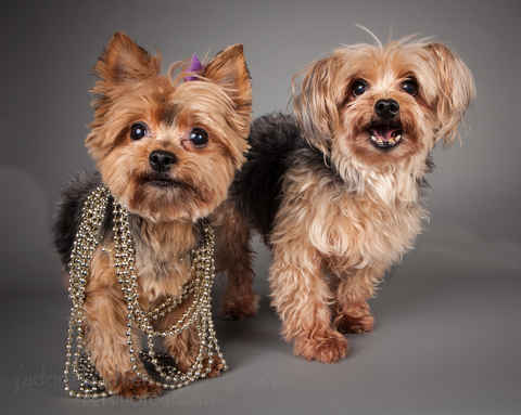 Miss McNugget and Tater Tot ,