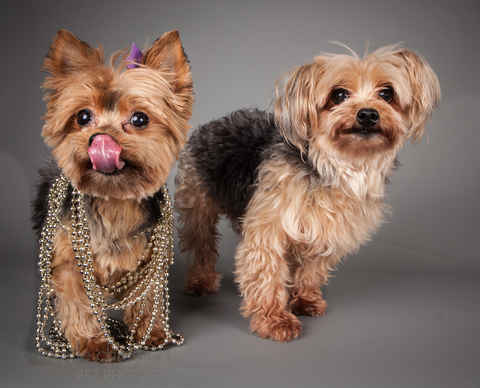 Miss McNugget and Tater Tot ,