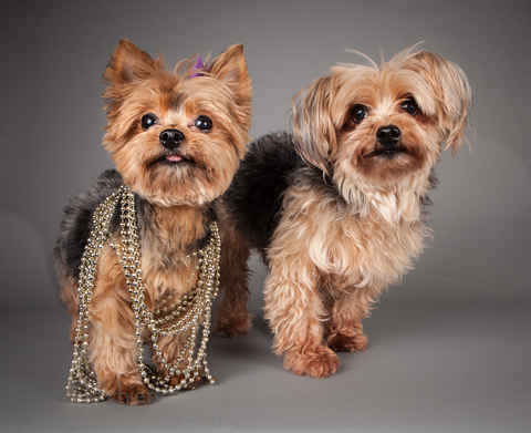 Miss McNugget and Tater Tot ,