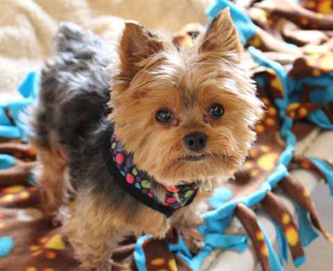 Miss McNugget and Tater Tot ,