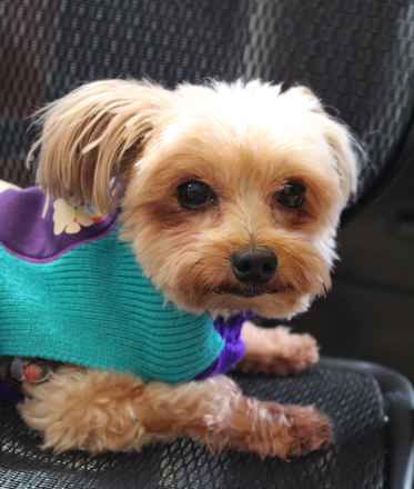 Miss McNugget and Tater Tot ,