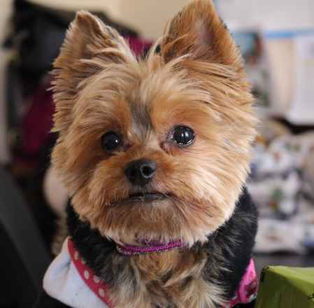 Miss McNugget and Tater Tot ,