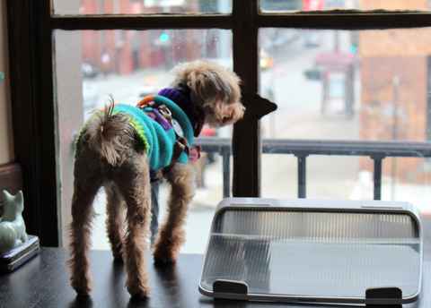 Miss McNugget and Tater Tot ,