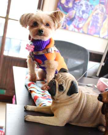 Miss McNugget and Tater Tot ,