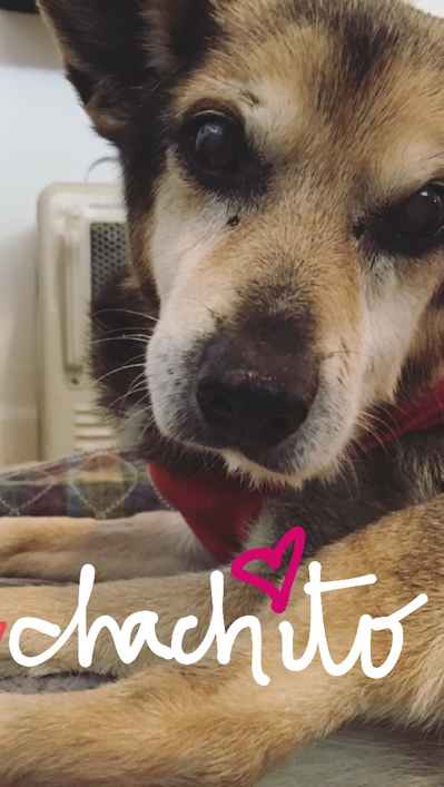 Chacho