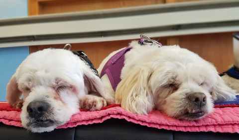 Charlie Brown & Snowman