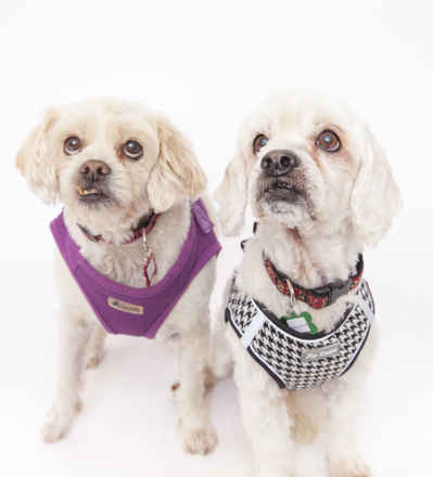 Charlie Brown & Snowman