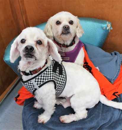 Charlie Brown & Snowman