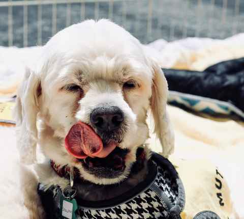 Charlie Brown & Snowman