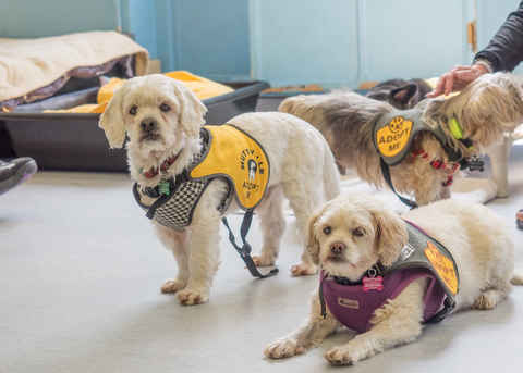 Charlie Brown & Snowman