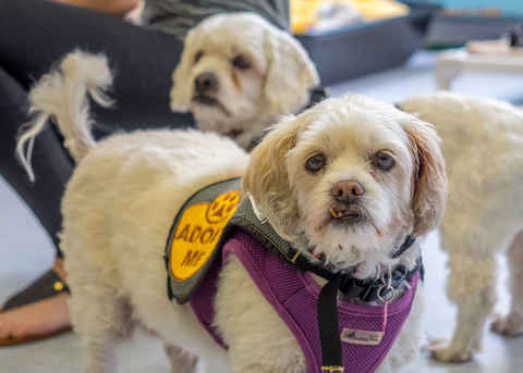 Charlie Brown & Snowman