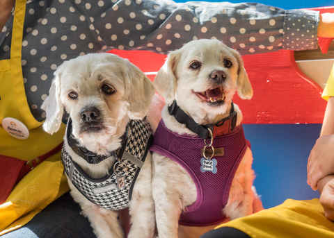 Charlie Brown & Snowman