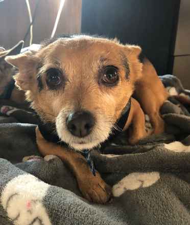 Mr Smee & Miss Chips