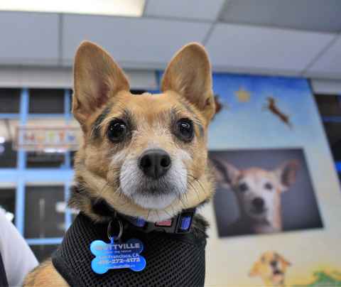 Mr Smee & Miss Chips