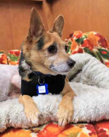 Mr Smee & Miss Chips