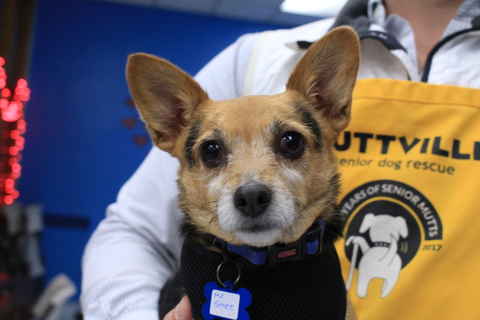 Mr Smee & Miss Chips