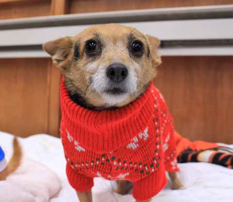 Mr Smee & Miss Chips