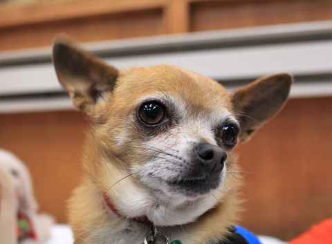 Mr Smee & Miss Chips