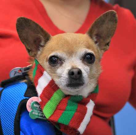 Mr Smee & Miss Chips