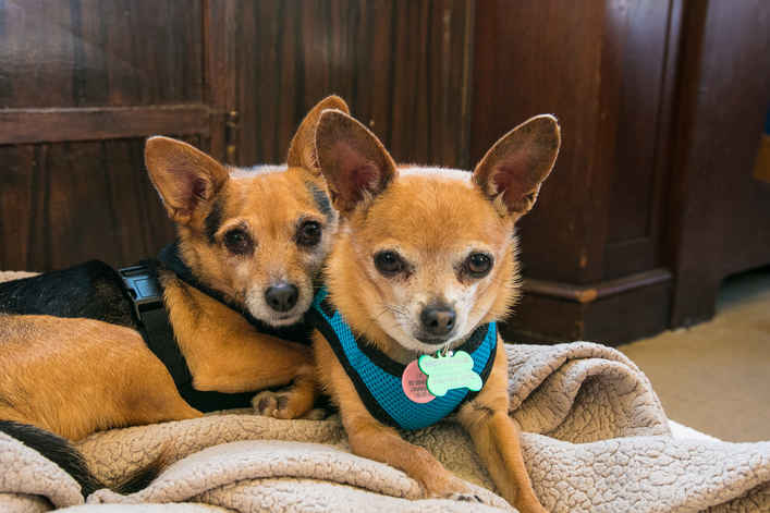 Mr Smee & Miss Chips