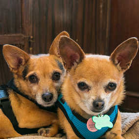 Mr Smee & Miss Chips