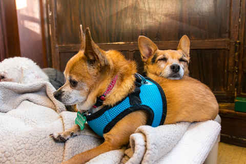 Mr Smee & Miss Chips