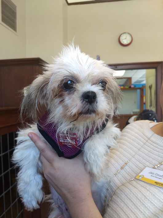 Strawberry Shortcake