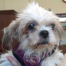 Strawberry Shortcake