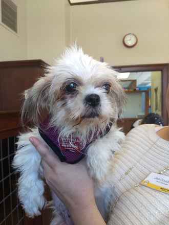 Strawberry Shortcake