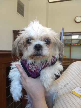 Strawberry Shortcake