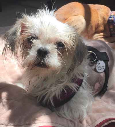 Strawberry Shortcake