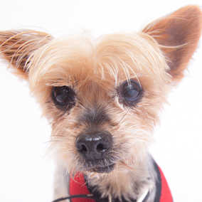 Kangaroo (fka Hamilton)