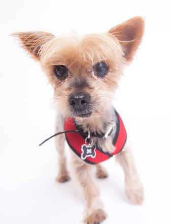 Kangaroo (fka Hamilton)