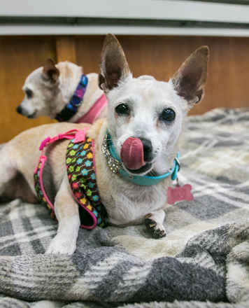 June Carter Cash & Diana Ross