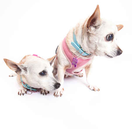 June Carter Cash & Diana Ross