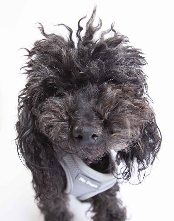 Poodle Poodle Chicken Noodle