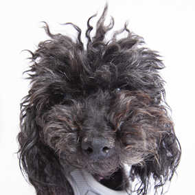 Poodle Poodle Chicken Noodle