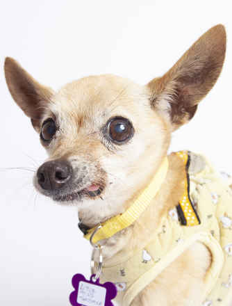 Little Miss Sunshine