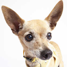 Little Miss Sunshine