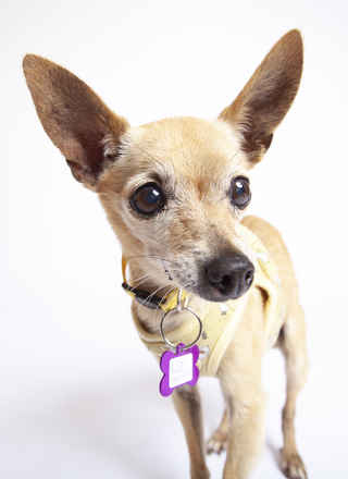 Little Miss Sunshine