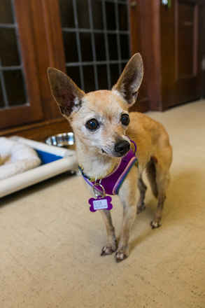 Little Miss Sunshine