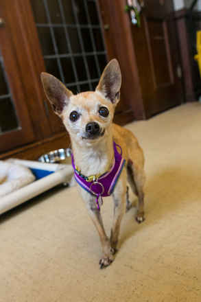 Little Miss Sunshine