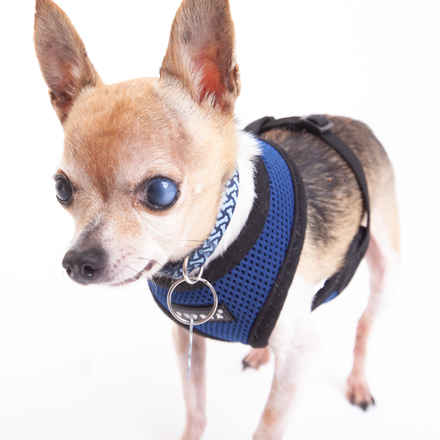 The Fantastic Mr. Fox