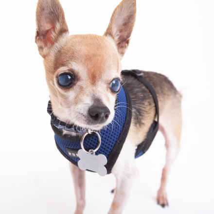 The Fantastic Mr. Fox