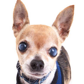 The Fantastic Mr. Fox