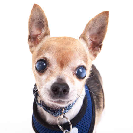 The Fantastic Mr. Fox