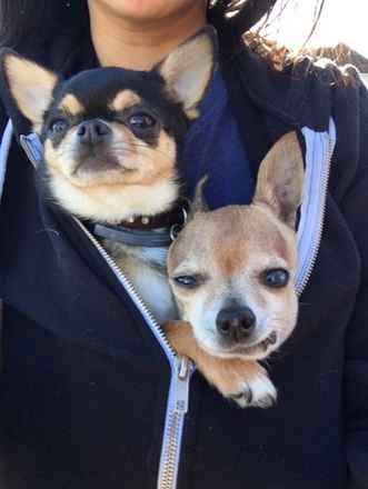 The Fantastic Mr. Fox