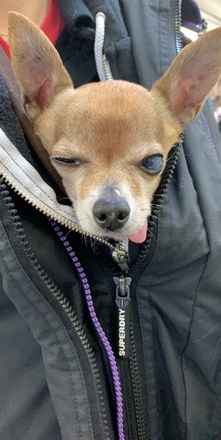 The Fantastic Mr. Fox